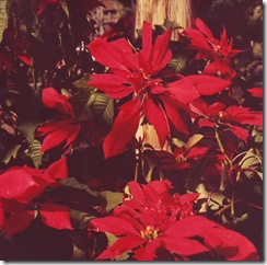 Scan10001