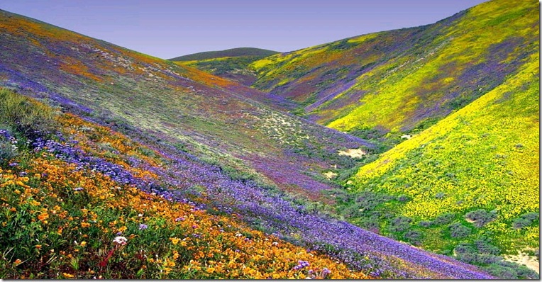 Desert Flowers-